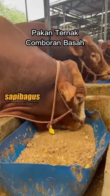 Pakan-Ternak-Comboran-Basah